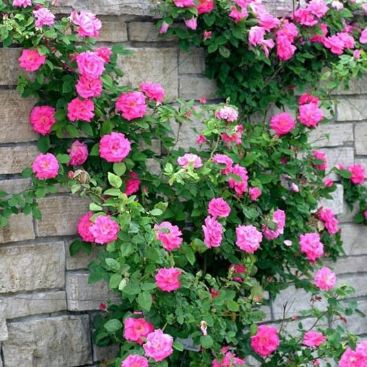 Bees Plant Hub Pink Creeper / Climbing Rose Live Plant