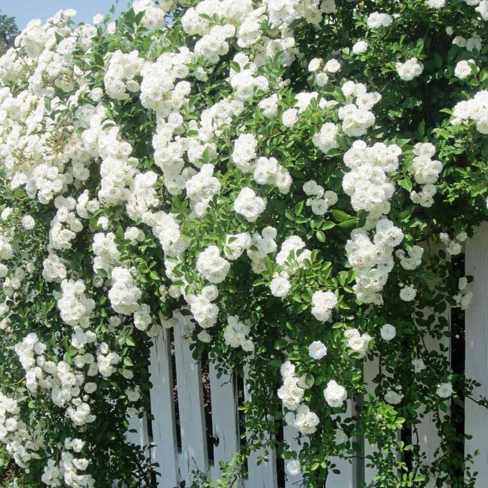Bees Plant Hub White Creeper/ Climbing Rose Live Plant