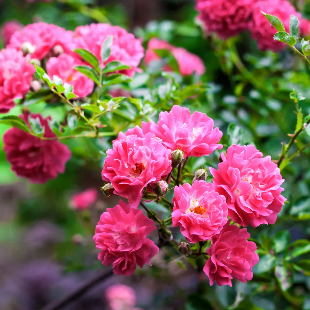 Bees Plant Hub Red, White & Pink Creeper/ Climbing Rose Combo Live Plant