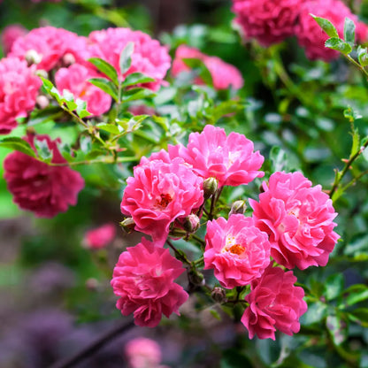 Bees Plant Hub Red, White & Pink Creeper/ Climbing Rose Combo Live Plant