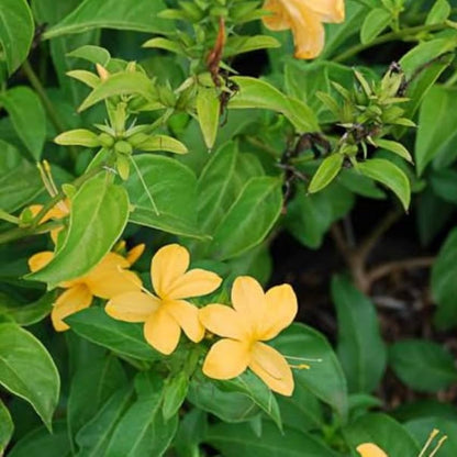 Bees Plant Hub December Flower Yellow (Reinwardtia indica) All Time Flowering Live Plant