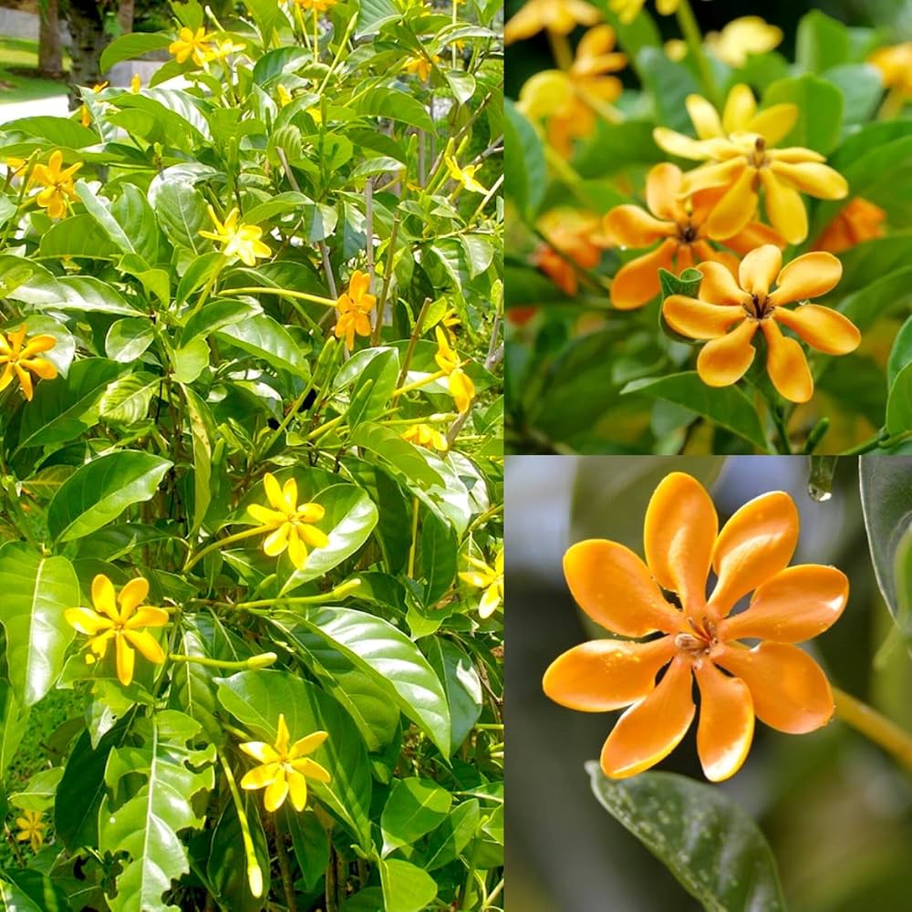 Bees Plant Hub Golden Gardenia/Gandharaj Yellow Highly Fragrant All Time Flowering Live Plant