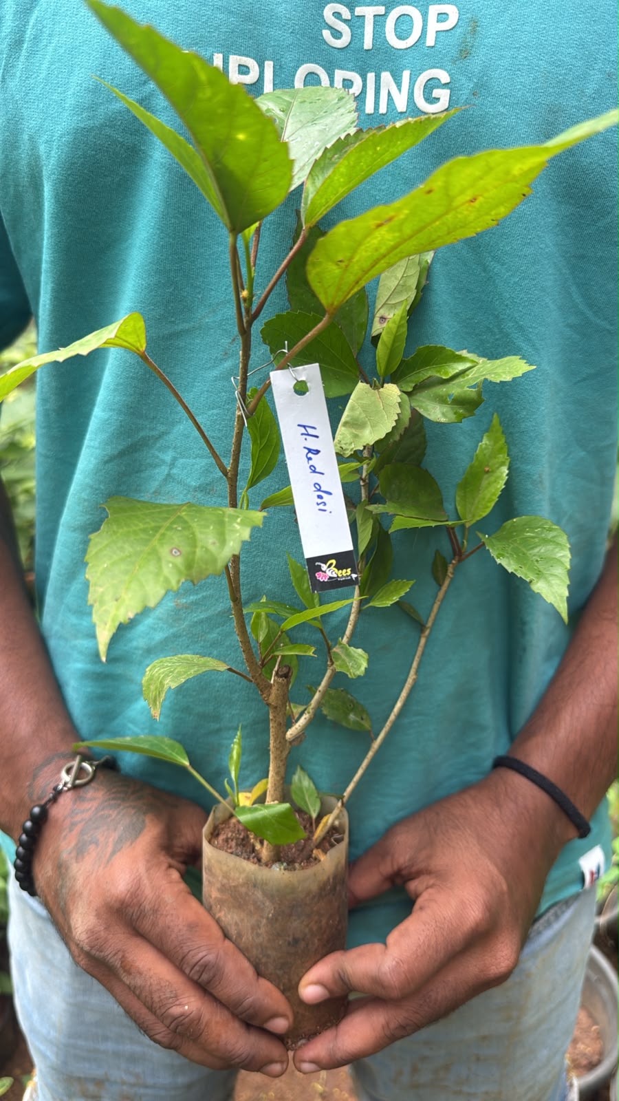 Bees Plant Hub Hibiscus Red Desi Flowering Live Plant