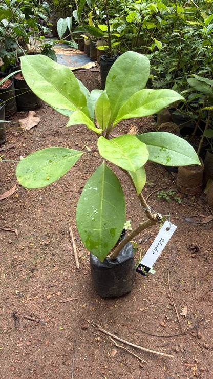 Bees Plant Hub Solandra Flowering Live Plant