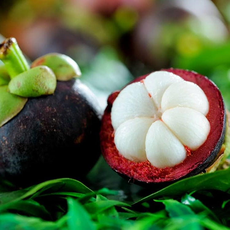 Bees Plant Hub Mangosteen Fruit Live Plant (Garcinia Mangostana)