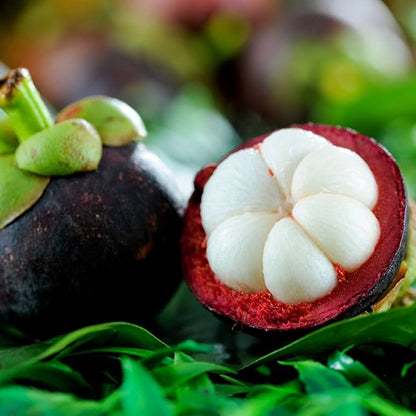 Bees Plant Hub Mangosteen Fruit Live Plant (Garcinia Mangostana)