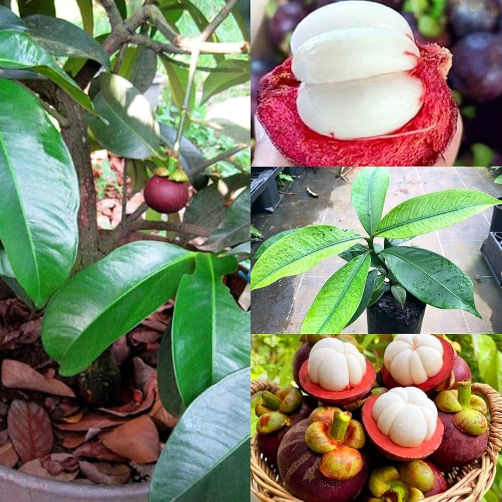 Bees Plant Hub Mangosteen Fruit Live Plant (Garcinia Mangostana)
