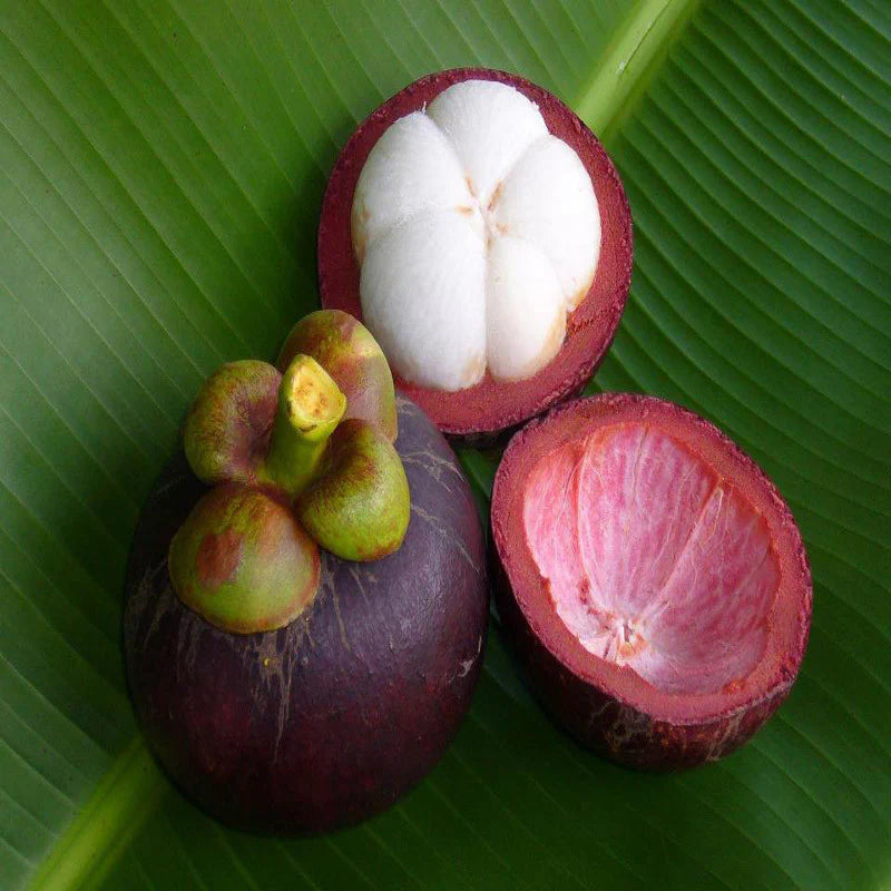Bees Plant Hub Mangosteen Fruit Live Plant (Garcinia Mangostana)