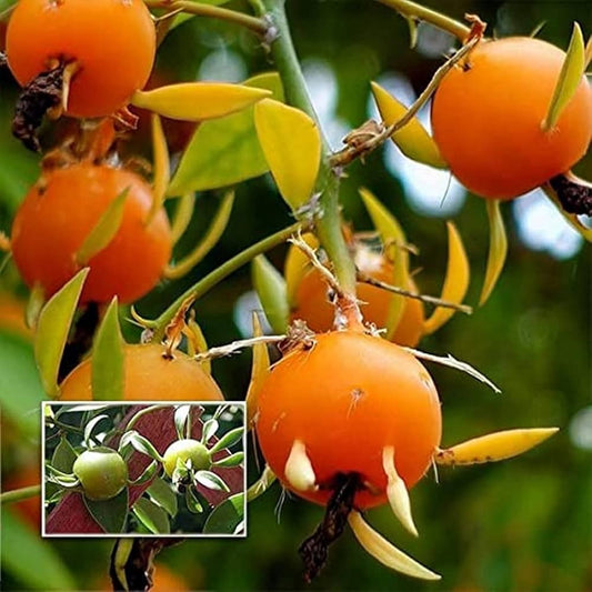 Bees Plant Hub Lemon Vine Live Fruit Plant (Pereskia Aculeata)