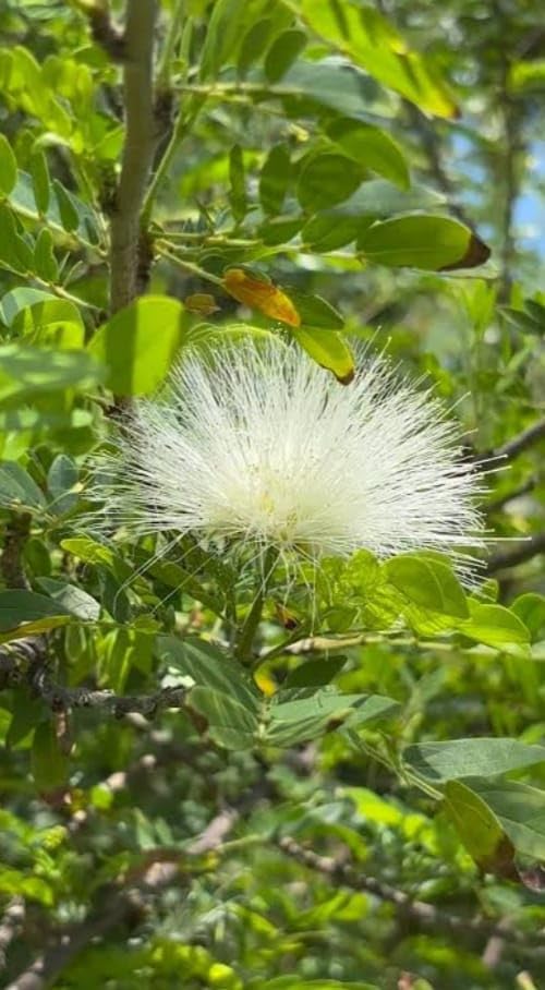 Bees Plant Hub White Powder Puff (Calliandra haematocephylla alba) Rare Flowering Live Plant