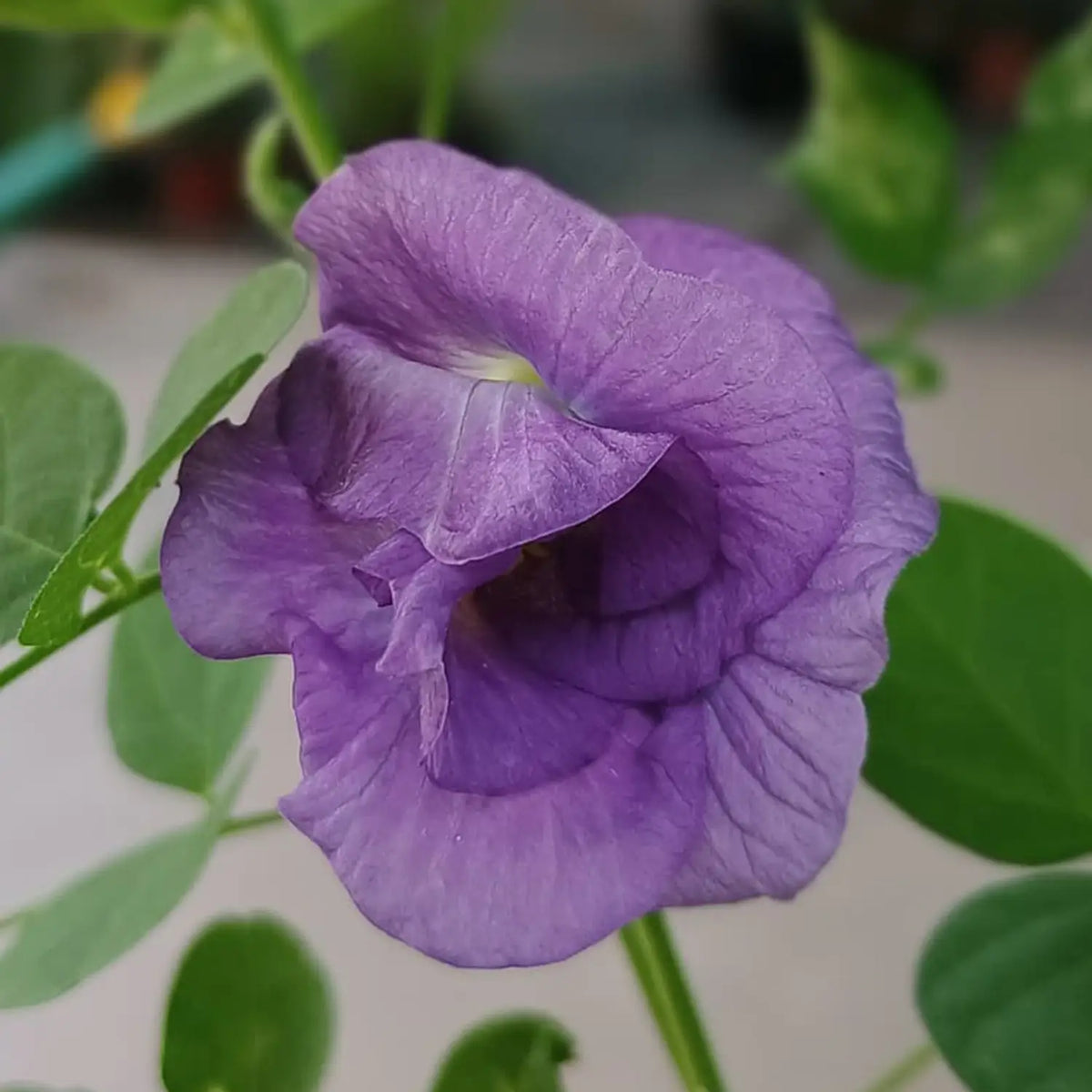 Bees Plant Hub Clitoria Purple Multi Petal (Butterfly Pea) Rare Flowering Live Plant