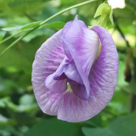 Bees Plant Hub Clitoria Purple Multi Petal (Butterfly Pea) Rare Flowering Live Plant