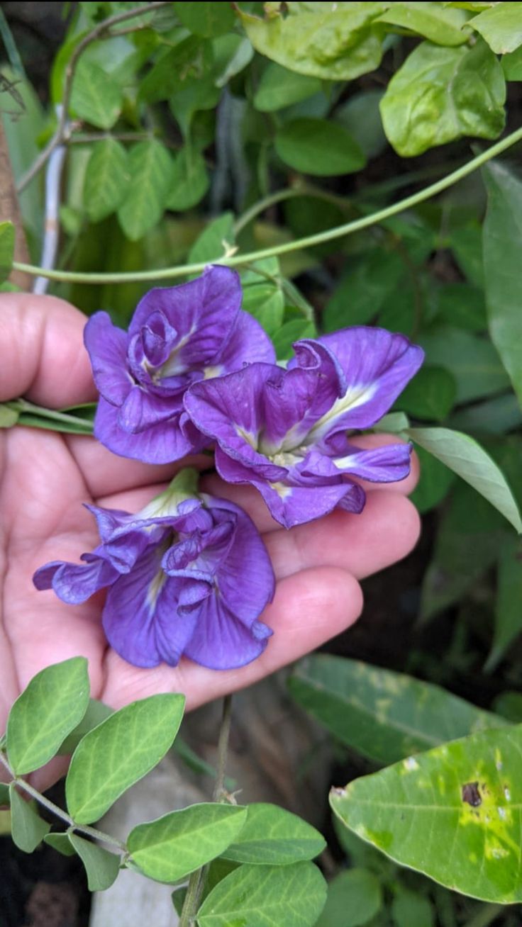 Bees Plant Hub Clitoria Purple Multi Petal (Butterfly Pea) Rare Flowering Live Plant