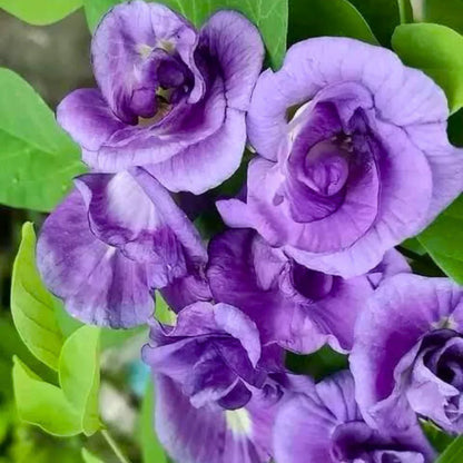 Bees Plant Hub Clitoria Purple Multi Petal (Butterfly Pea) Rare Flowering Live Plant