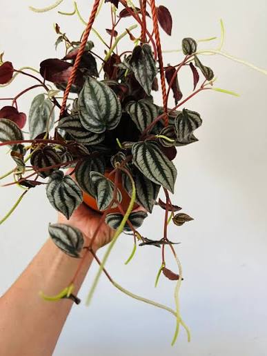 Bees Plant Hub Purple Watermelon Peperomia Indoor / Outdoor Live Plant