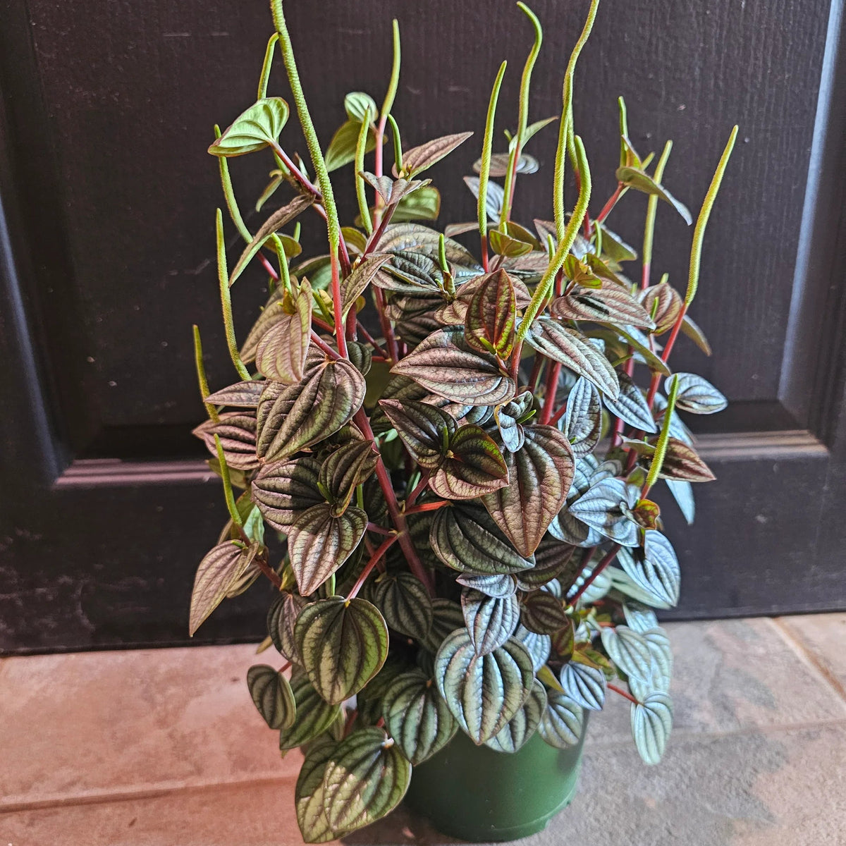 Bees Plant Hub Purple Watermelon Peperomia Indoor / Outdoor Live Plant