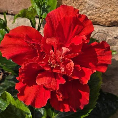 Bees Plant Hub Red Dragon Hibiscus All Time Flowering Live Plant with Flower