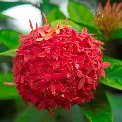 Bees Plant Hub Red Thetti Big Flowers (Ixora coccinea) All Time Flowering Live Plant