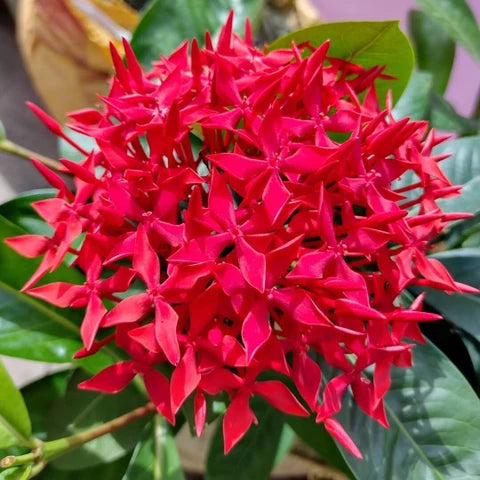Bees Plant Hub Red Thetti Big Flowers (Ixora coccinea) All Time Flowering Live Plant
