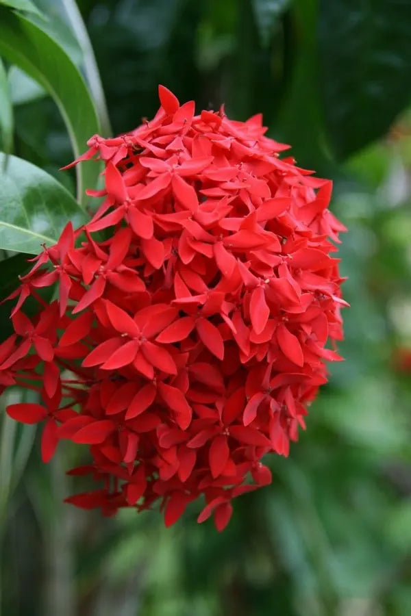 Bees Plant Hub Red Thetti Big Flowers (Ixora coccinea) All Time Flowering Live Plant