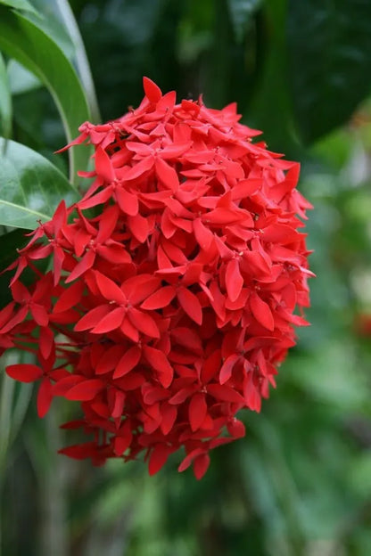 Bees Plant Hub Red Thetti Big Flowers (Ixora coccinea) All Time Flowering Live Plant