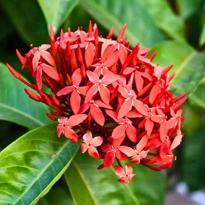 Bees Plant Hub Red Thetti Big Flowers (Ixora coccinea) All Time Flowering Live Plant