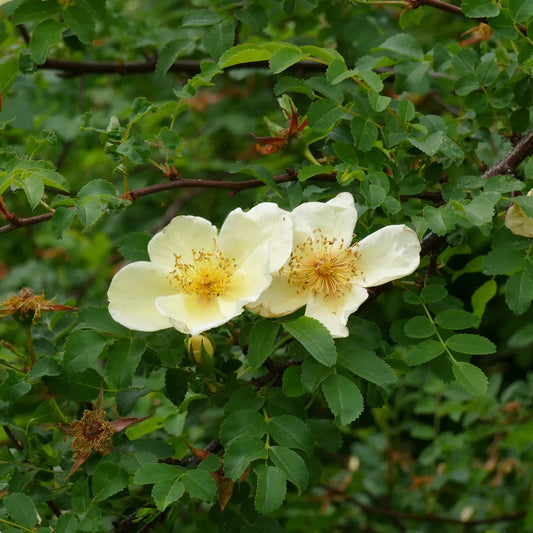 Bees Plant Hub Rosa Hugonis Flowering Grafted Live Plant with Flower