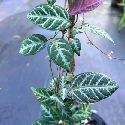 Bees Plant Hub Silver-Leaved Trumpet Vine (Bignonia argyreoviolascens) Indoor / Outdoor Live Plant