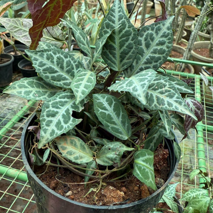 Bees Plant Hub Silver-Leaved Trumpet Vine (Bignonia argyreoviolascens) Indoor / Outdoor Live Plant