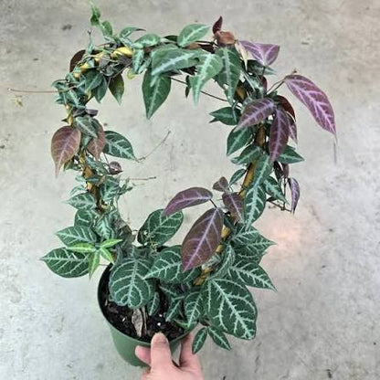 Bees Plant Hub Silver-Leaved Trumpet Vine (Bignonia argyreoviolascens) Indoor / Outdoor Live Plant