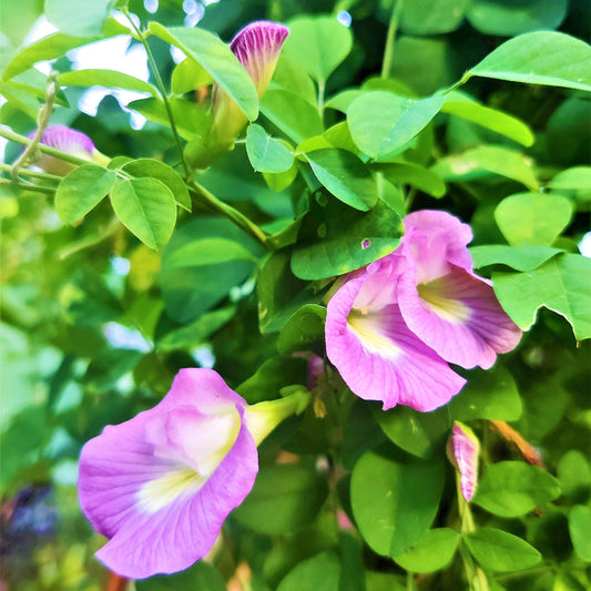 Bees Plant Hub Pink Butterfly Pea Vine Single Petal (Clitoria ternatea) Rare Flowering Live Plant