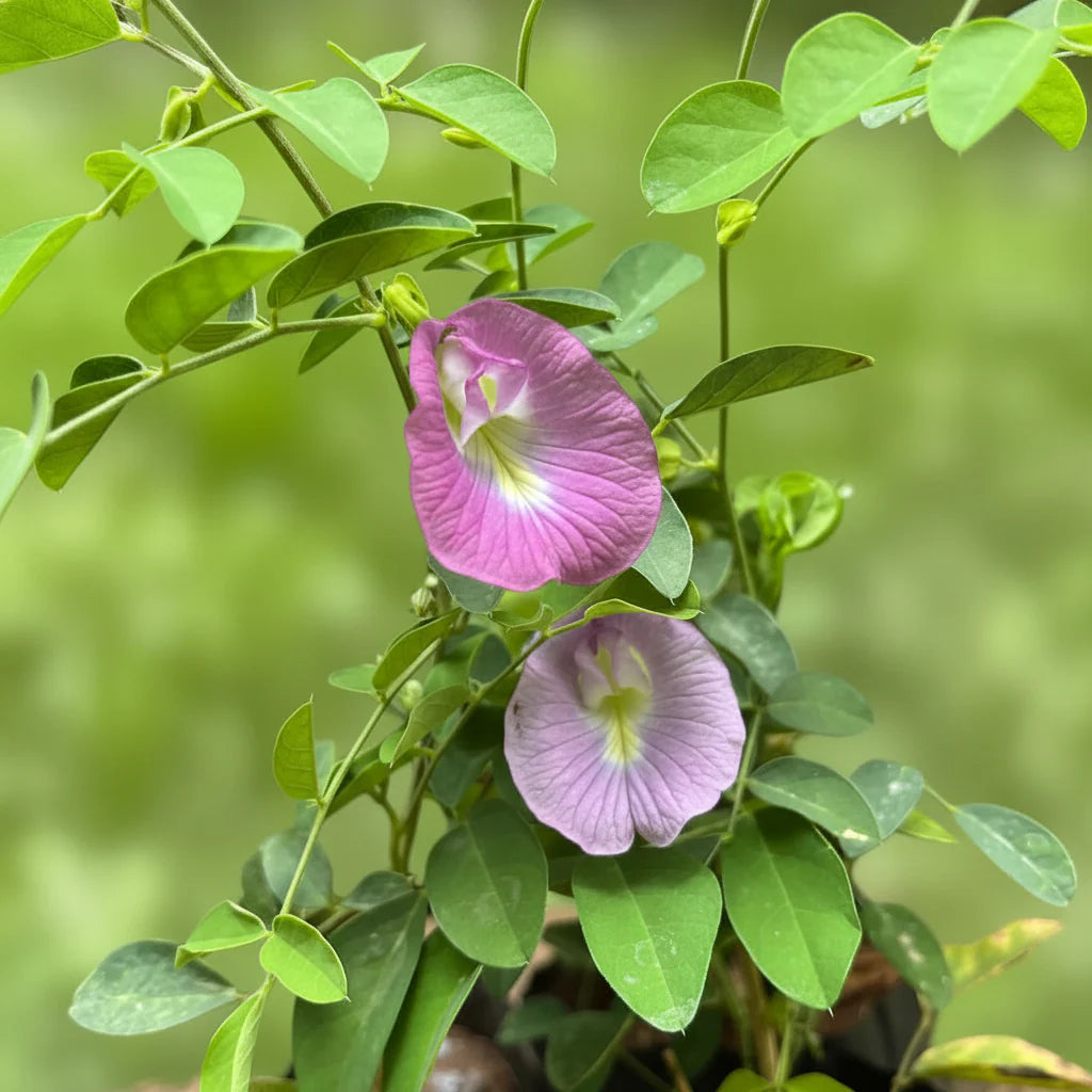 Bees Plant Hub Pink Butterfly Pea Vine Single Petal (Clitoria ternatea) Rare Flowering Live Plant