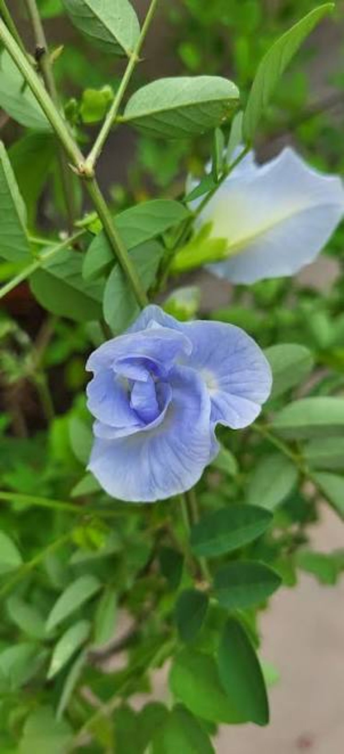 Bees Plant Hub Sky Blue Butterfly Pea Vine Multi Petal (Clitoria ternatea) Rare Flowering Live Plant