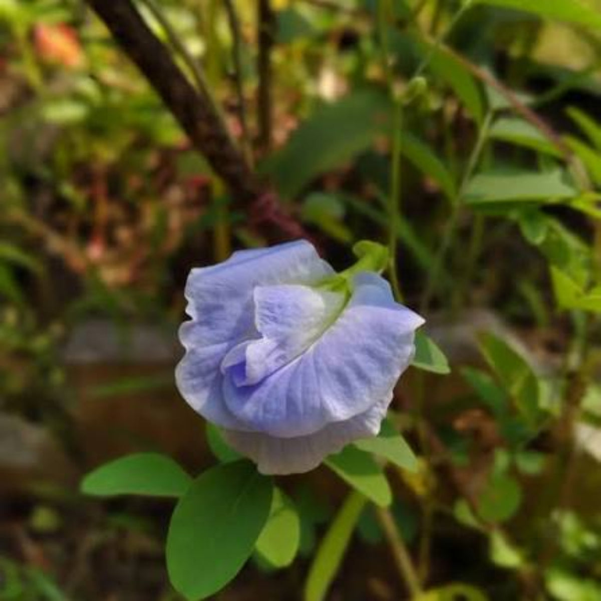 Bees Plant Hub Sky Blue Butterfly Pea Vine Multi Petal (Clitoria ternatea) Rare Flowering Live Plant