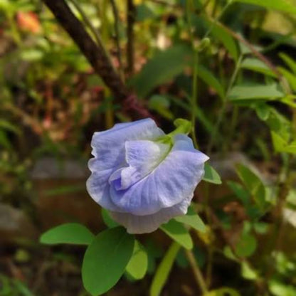 Bees Plant Hub Sky Blue Butterfly Pea Vine Multi Petal (Clitoria ternatea) Rare Flowering Live Plant