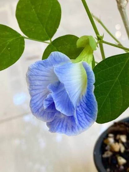Bees Plant Hub Sky Blue Butterfly Pea Vine Multi Petal (Clitoria ternatea) Rare Flowering Live Plant