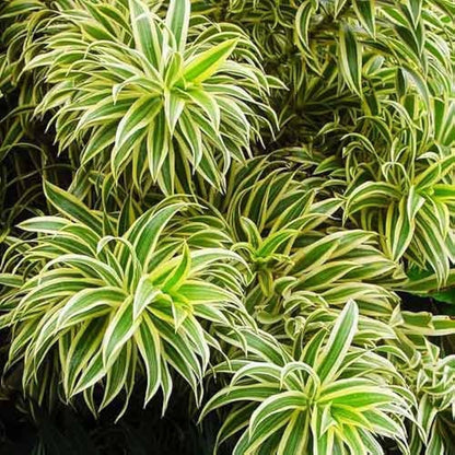 Bees Plant Hub Song of India | Indoor Plant