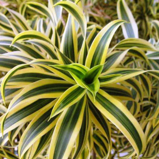 Bees Plant Hub Song of India | Indoor Plant