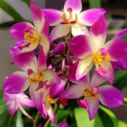 Bees Plant Hub Spathoglottis plicata White and Pink Ground Orchid