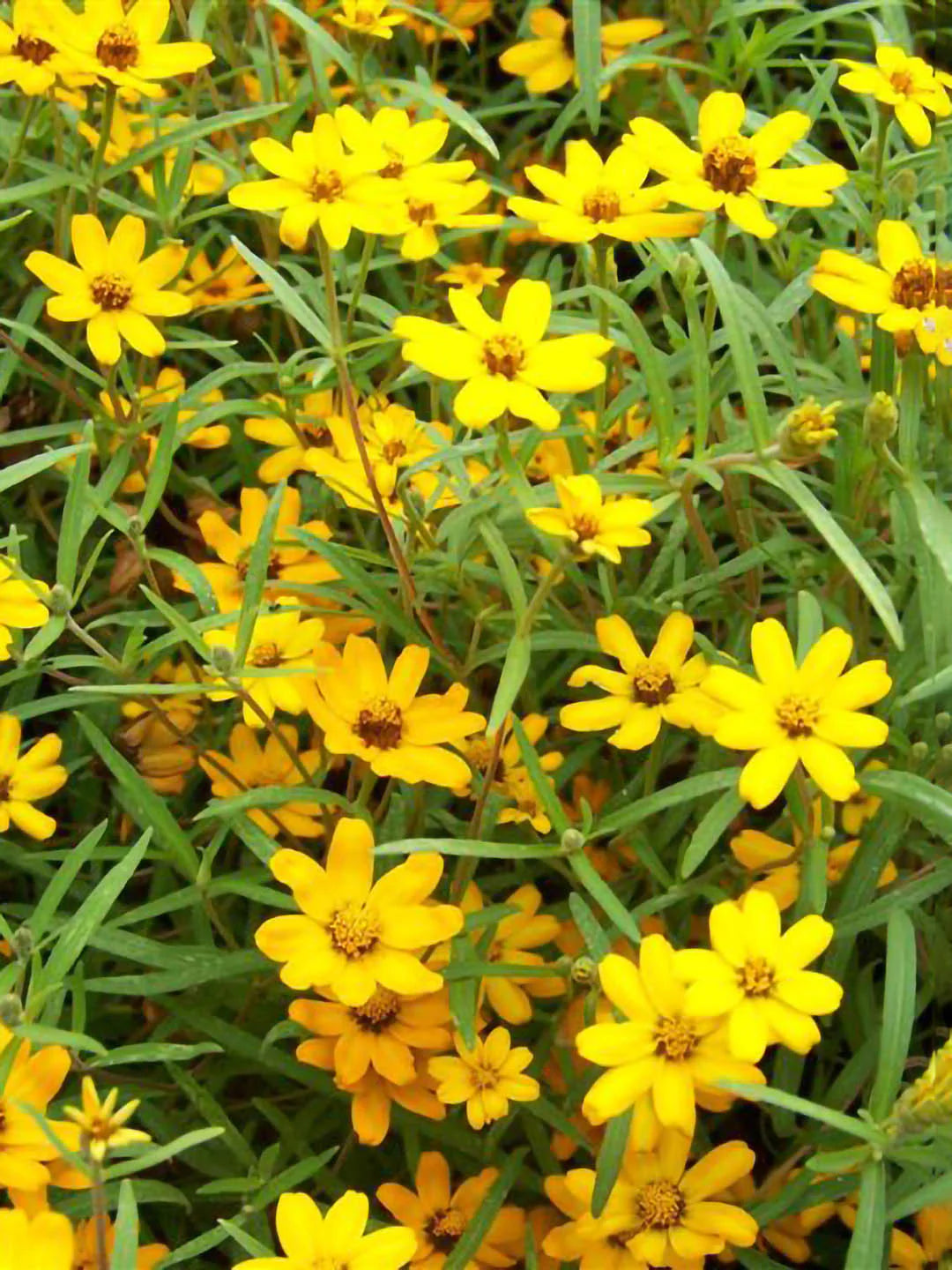 Bees Plant Hub Sweet William Flowering Live Plant