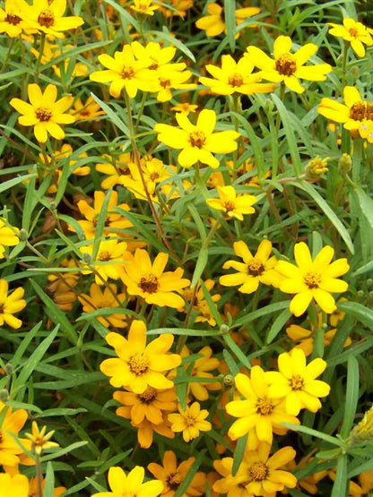 Bees Plant Hub Sweet William Flowering Live Plant