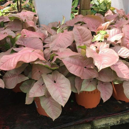Bees Plant Hub Pink Syngonium | Indoor Plant