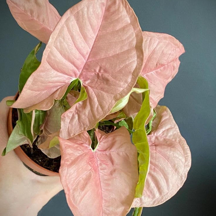 Bees Plant Hub Pink Syngonium | Indoor Plant
