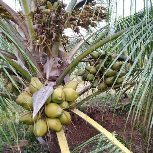 Bees Plant Hub Tall x Dwarf (T x D) Coconut Tree Plant