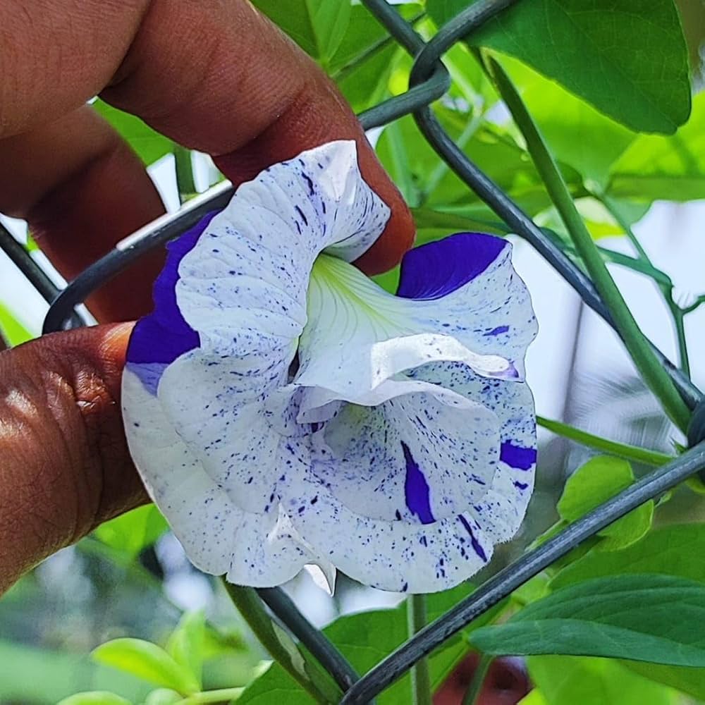 Bees Plant Hub Thailand Clitoria (Butterfly Pea) Rare Flowering Live Plant