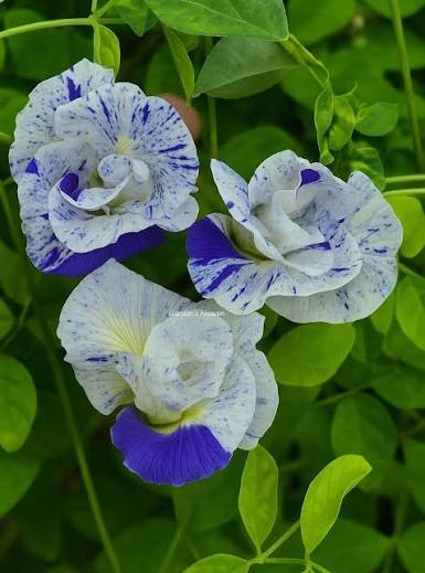 Bees Plant Hub Thailand Clitoria (Butterfly Pea) Rare Flowering Live Plant