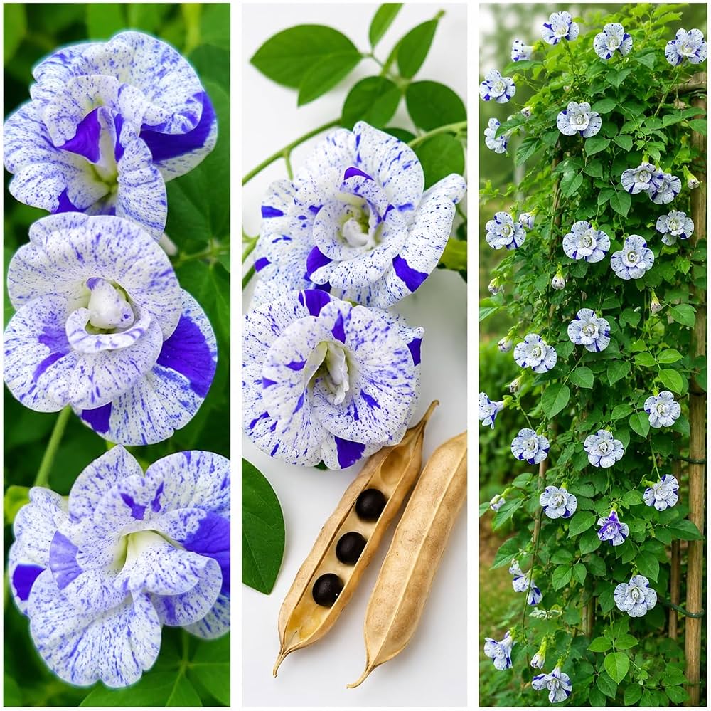 Bees Plant Hub Thailand Clitoria (Butterfly Pea) Rare Flowering Live Plant