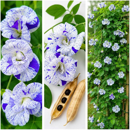 Bees Plant Hub Thailand Clitoria (Butterfly Pea) Rare Flowering Live Plant