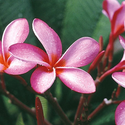Bees Plant Hub Thailand Plumeria (Frangipani) All Time Flowering Live Plant