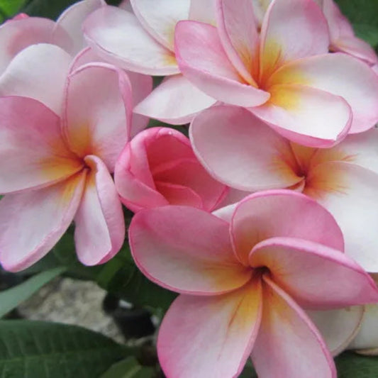 Bees Plant Hub Thailand Plumeria (Frangipani) All Time Flowering Live Plant